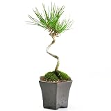 父の日 盆栽妙 四国黒松 寸景 ミニ盆栽 鉢植え 観葉植物 プレゼント 敬老の日