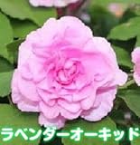 お好きな色を選んでね カリフォルニアローズ フィエスタ　 １株【ラベンダーオーキッド】