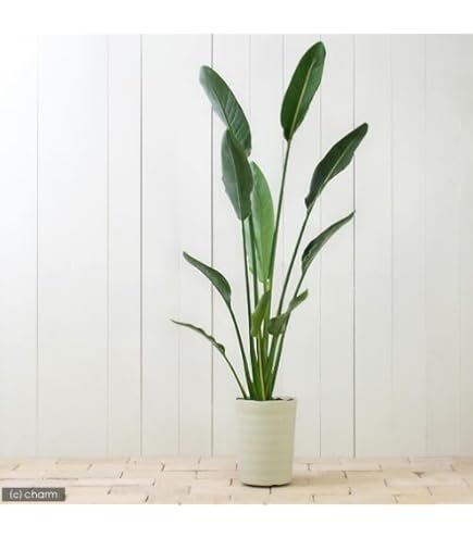 Amazon｜ITANSE ストレリチア ユンケア 7号 1個売り【品種