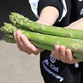 2027年先行予約 富良野産 グリーンアスパラ 2L 500g【生で食べられる】北海道直送 朝採り 鮮度管理 極太 アスパラガス