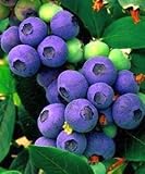 Blueberry seeds - Blueberry - 20 seeds