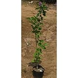 ライラック (紫花) 6号ポット