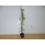 【10本セット】 イヌマキ 樹高0.5m前後 10.5cmポット (犬槇) いぬまき 苗木 植木 苗 庭木 生け垣