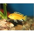Amazon 熱帯魚 アフリカンシクリッド コバルトブルーゼブラシクリッド サイズ 3cm 4cm 30匹 増子水景 観賞魚 水中生物 通販