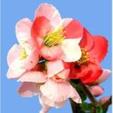 木瓜[ボケ]：高嶺錦（タカネニシキ）3～4号ポット 2株セット[鉢植え・盆栽向き]