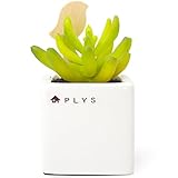 オカ PLYS プリスグリーン 小鳥のスティックフューザー付き フェイクグリーン (スノーロータス)
