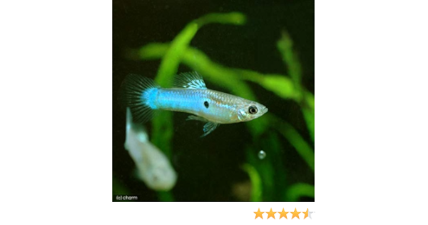 Amazon 熱帯魚 ジャパンブルー グッピー 国産グッピー １ペア 北海道航空便要保温 Charm チャーム 観賞魚 水中生物 通販