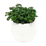 花ポット ミニ 円形 プラスチック オフィス 装飾品 多肉植物 花 種子 プランター