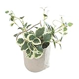 COVENT GARDEN プミラ・コットンポット LD-25