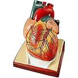Amazon Co Jp ｍｆｃ 心臓模型 実物大 スタンド付き 弁 右心房 左心房 右心室 左心室 人体模型 産業 研究開発用品