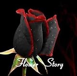 20 Black Rose Seeds--with red edge, rare color ,popular garden flower Seeds Perennial Bush or Bonsai