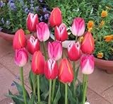 チューリップ　二色咲　２０球入