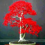 Potted plant seeds 20 PCS American blood red Maple Tree Seeds Bonsai Home & Garden 10pcs/lot RS74
