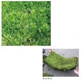 オンリーワン　植栽　コケ・山苔（ネットマット）　HE3-K407