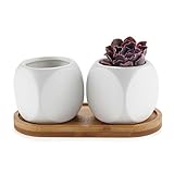 Rachel's Choice 6.3CM 陶器鉢 ダイス形 多肉植物、サボテン鉢 トレイ付き マットホワイト