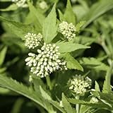 白花フジバカマ