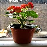 Light Grey : 100 Begonia Seeds Flower Seed 2016 New Plants Flowers Bonsai Home & Garden Potted Plant