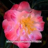 50個/袋、ツバキ種子、椿の花の種子は、送料無料を選んだの色を24kinds