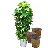 ポトス ヘゴ仕立て10号サイズ【バスケット(鉢カバー) 付き】 バスケット02