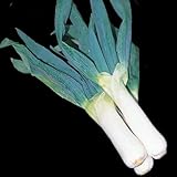 国華園　ネギ苗　下仁田葱　100本【※発送が国華園からの場合のみ正規品です】