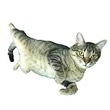 猫 保護 支援 ねこ カフェ いろり ネコ 里親 寄付 ふれあい 動物愛護 募集 静岡県 藤枝市