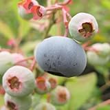 ブルーベリー・ウッダード 3年生苗