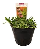 花市場直送便 ハーブ苗 ミント ペニーロイヤルミント 28入