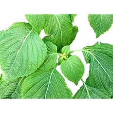 Amazon 青紫蘇 大葉品種 種 160粒 ハーブ