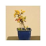 苗：つる梅もどき