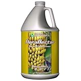 GH FloraNectar Banana Bliss フローラネクター・バナナブレス 946ml