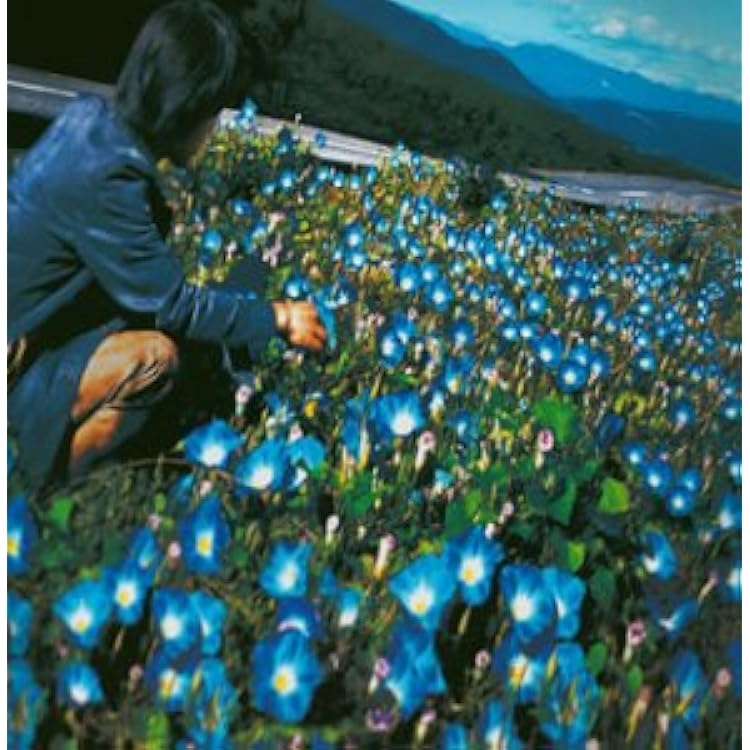 Amazon.co.jp: レミオ・ベスト（山梨県限定販売盤）（DVD付