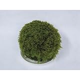 コケ・丘マリモ(ハイ苔)・L 苔玉