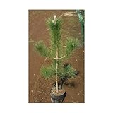 クロマツ (黒松) 6号ポット