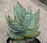 【多肉植物/種子】Aloe Marlothii★アロエ・マルロシー／鬼切丸◎不思議な色に紅葉する美アロエ◆種子５粒♪ [並行輸入品]