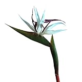 魔法使いハウルと火の悪魔10 Stems 22.44 " Real Touch Bird Of Paradise人工花ブーケホームガーデンデコレーション用/ウェディングパーティー装飾 Package 