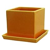 インテリアポット　タリーズ　キューブ　イエロー　10cm　皿付 (穴有) 4個入り／植木鉢