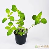 ジンジャー ミント 【苗】 ９ ｃｍ ポット ＜当店は 苗 種 鉢 培養土 ニーム の専門店＞
