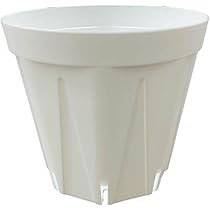 ヒメイワダレソウ　白色　140鉢　7.5cmポット ヒメイワダレソウ 白色 140鉢 7.5cmポット