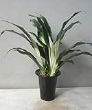 オモト（万年青）　ぼかし斑（５．５号）