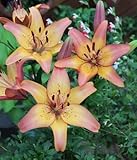 ＬＡユリ　ロイヤルサンセット　２球入