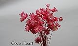 ~Coco Heart~　スターフラワーブロッサム　キャンディーピンク　50本 　ハーバリウム　花材　（木の実・ドライフラワー）