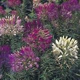 250 MIXED COLORS QUEEN CLEOME (Spider Flower) Cleome Hasslerana Flower Seeds by Seedville