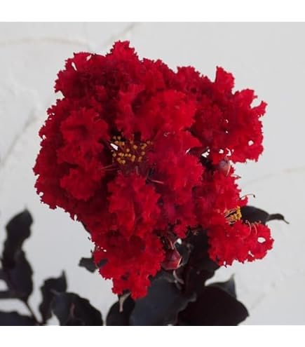 Amazon | 八重咲き百日紅 （サルスベリ） | 花