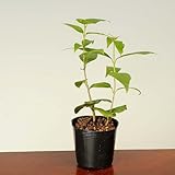 ミニ苗：蝋梅(ロウバイ)