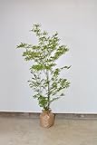 クロモジ 100-120cm シンボルツリー 花が咲く 植木 紅葉 ナチュラルガーデン