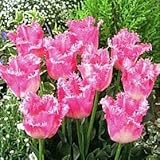 チューリップ　ファンシーフリル　５球入