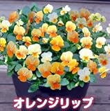 ビオラのタネ キティーシリーズ 【オレンジリップ】生産用タネ小分け　約20粒　 メール便発送