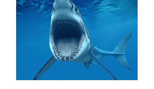 Amazon Co Jp サメ開いた口動物の写真 キャンバス印刷アートポスター 60cmx90cm ホーム キッチン