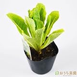 ロメイン レタス 青 【苗】 ９ ｃｍ ポット ＜当店は 苗 種 鉢 培養土 ニーム の専門店＞