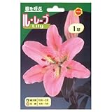 秋植え球根 ユリ ル・レーブ (239579)